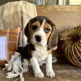 Little buddy - Black tan and white male Beagle puppy in Monticello, Georgia from Beaglelove