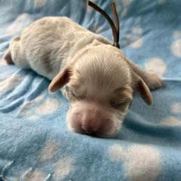 Sky - Red and white female Cockapoo puppy in Adrian, Oregon from ApplebyFarm