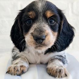 Asher - Piebald male Dachshund puppy in Auburn, Alabama from Blue Bow Kennels