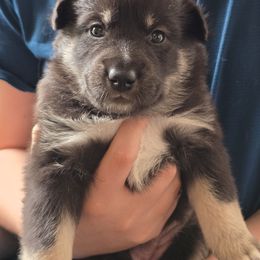 Pink Girl (Ruth) - Black and tan Lapponian Herder puppy in Hunt, New York from Onnellinen Kennels Lapponian Herders