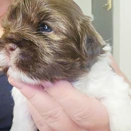 Bark Vader - Brindle and white male Cavatzu puppy in West Valley City, Utah from Pulley Puppies