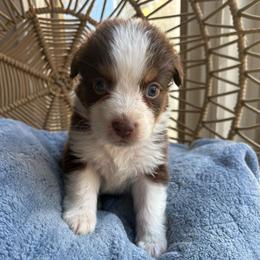 Emily - Red tri-color female Australian Shepherd puppy in Grants Pass, Oregon from Carmel Mountain Aussies