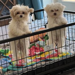 Maltese and Maltipoo Puppies from Julie Tremblay