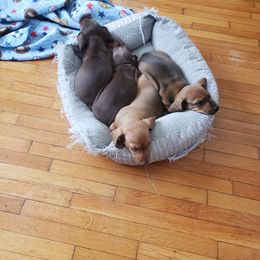 Dachshund Puppies from C and j doxies