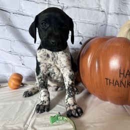 Green - Black roan male German Shorthaired Pointer puppy in Newton Grove, North Carolina from Wayalife Labradors & Gsp’s