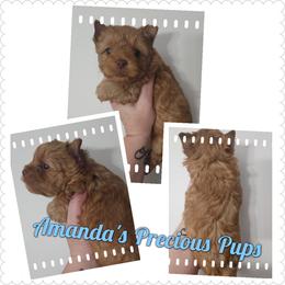 Axel - Tan male Yorkshire Terrier puppy in Wartburg, Tennessee from Amanda's Precious Pups