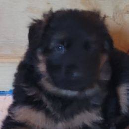 German Shepherds from Camo  Creek German Shepherds