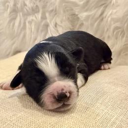 Laurel - Black and white female Aussiedoodle puppy in Jackson, Tennessee from Dinah Doodles and Aussies
