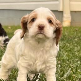 Cocker Spaniels from Mountain Valley Cockers