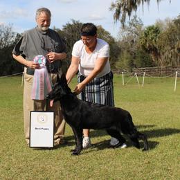 German Shepherd Puppies from Wolves Den Ranch