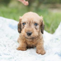 Tenny-Read Description - Red male Dachshund puppy in Auxvasse, Missouri from Above Par Kennels
