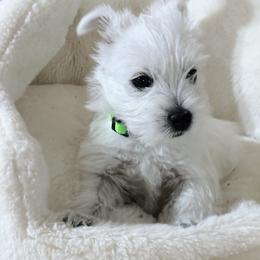 Rikki - White female West Highland White Terrier puppy in Independence, Iowa from EClair's Havanese