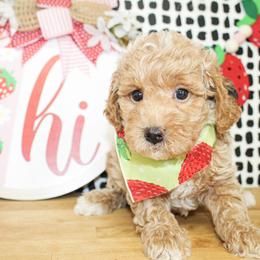 Charlie - Apricot male Goldendoodle puppy in Antlers, Oklahoma from Rocking H