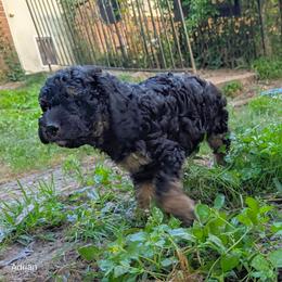 Adrian - Black and tan male Cockapoo puppy in Sunset, Louisiana from Cano Cockapoos