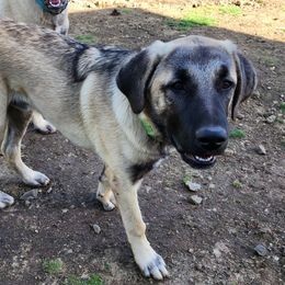 Green Collar Boy - Blue fawn Anatolian Shepherd Dog puppy in Willamina, Oregon from Maple Creek Farm