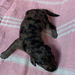 Cinnamon - Merle female Goldendoodle puppy in Greenville, South Carolina from Law Doodles of SC