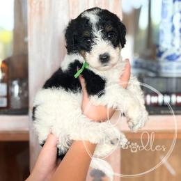 Havarti - Green - Tri-color female Bernedoodle puppy in Rockwall, Texas from Glory Doodles