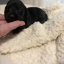 Jasmine - Brindle female Dachshund puppy in St. Cloud, Virginia from White Oak Kennels