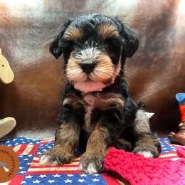 Magna - Black male Miniature Schnauzer puppy in Phoenix, Arizona from Sabrina's Miniature Schnauzers