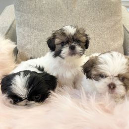 Shih Tzu Puppies from NC Stellar Puppies