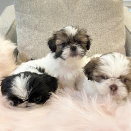 Shih Tzu Puppies from NC Stellar Puppies