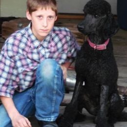 Poodles from Snowy Mt Poodles