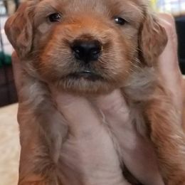 Golden Retriever and Goldendoodle Puppies from Doodles at Dewey Acres