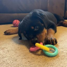 Rottweiler Puppies from Vom Rohrbach Rottweilers
