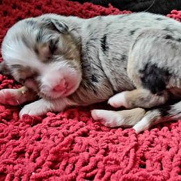 Fettuccini - Blue merle Australian Shepherd puppy in Orlando, Florida from Catalina Aussies