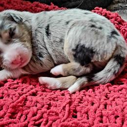 Fettuccini - Blue merle Australian Shepherd puppy in Orlando, Florida from Catalina Aussies