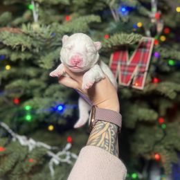 Frost - White male Pomsky puppy in Coos Bay, Oregon from Ocean View Pomskies