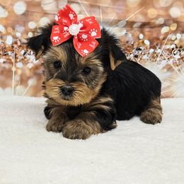 Rubie - Blue and gold female Yorkshire Terrier puppy in Monticello, Iowa from Ashley’s Puppies