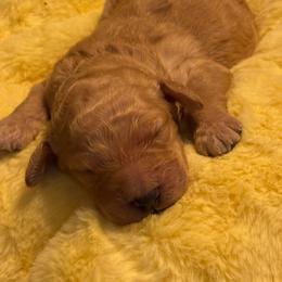 Dynasty - red collar - Red  female Poodle puppy in Lebanon, Ohio from Lucky's Legacy