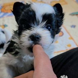 Mira - Parti female Yorkshire Terrier puppy in California from Corazon de gigante