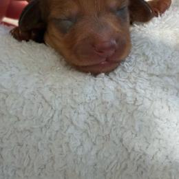 CKC Cinnabon - Red female Dachshund puppy in Cape Coral, Florida from Duker’s Dachshunds
