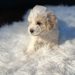 Poodle Puppies from Pawsome Poodles