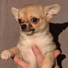 Chihuahua Puppies from Carry On Chihuahuas