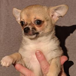 Chihuahua Puppies from Carry On Chihuahuas