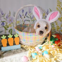 Mordecai - Lemon and white male Basset Hound puppy in Bellaire, Ohio from Blessed Bassets