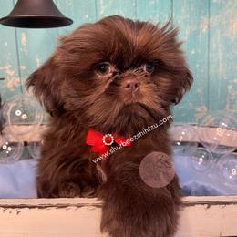 Shih Tzu Puppies from Shurbeez Shih Tzu