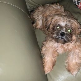 Goldi - Shih Tzu