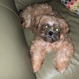 Goldi - Shih Tzu