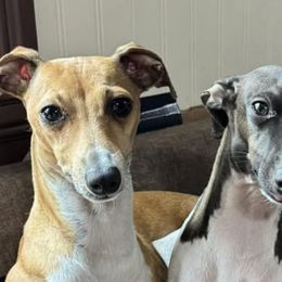 Italian Greyhounds from Stone Desert Italian Greyhounds