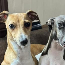 Italian Greyhounds from Stone Desert Italian Greyhounds