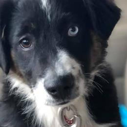Miniature Australian Shepherds and Toy Australian Shepherds from Burnett Aussies