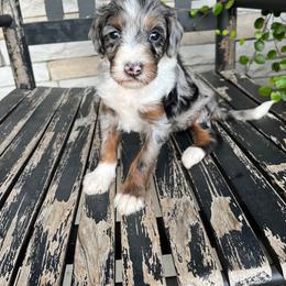 Daisy - Blue merle female Bernedoodle puppy in Holtwood, Pennsylvania from Country Ridge Puppies