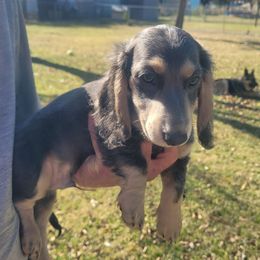 River - Blue and cream male Dachshund puppy in Randolph, Texas from Spindle's Little Treasures