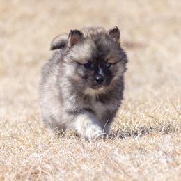 Pomsky Puppies from New World Pomskies