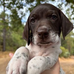 Lassen - Light Pink Collar - Liver and white female German Shorthaired Pointer puppy in Mokelumne Hill, California from Underhill GSP