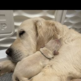Golden Retriever Puppies from Huckaby’s English Golden Retrievers